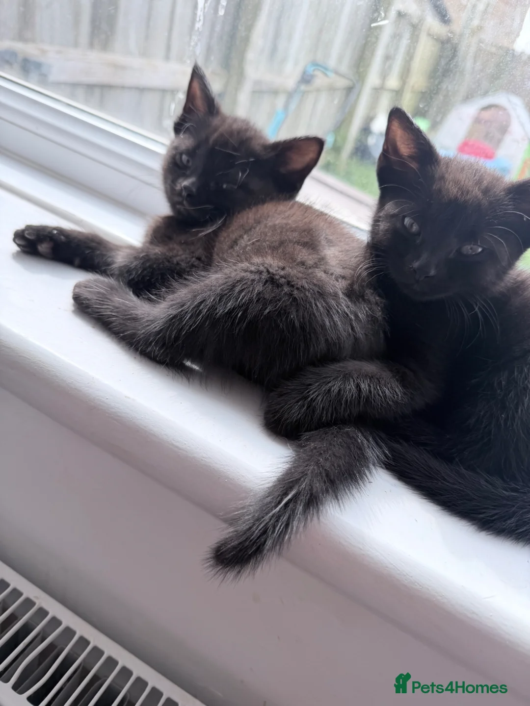 Mixed Breed cats for sale: 6 male kittens  in Stevenage - Advert 2