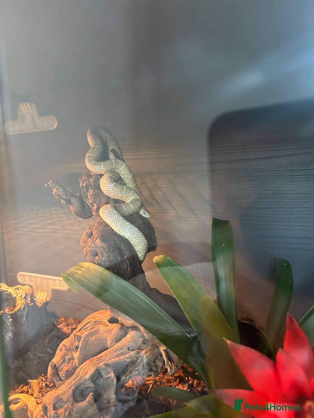 King Snake reptiles for sale: Peanut butter morph king snake with full set up  - Image 2