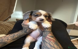 Mixed Breed dogs for sale: Borderliers  - Image 2