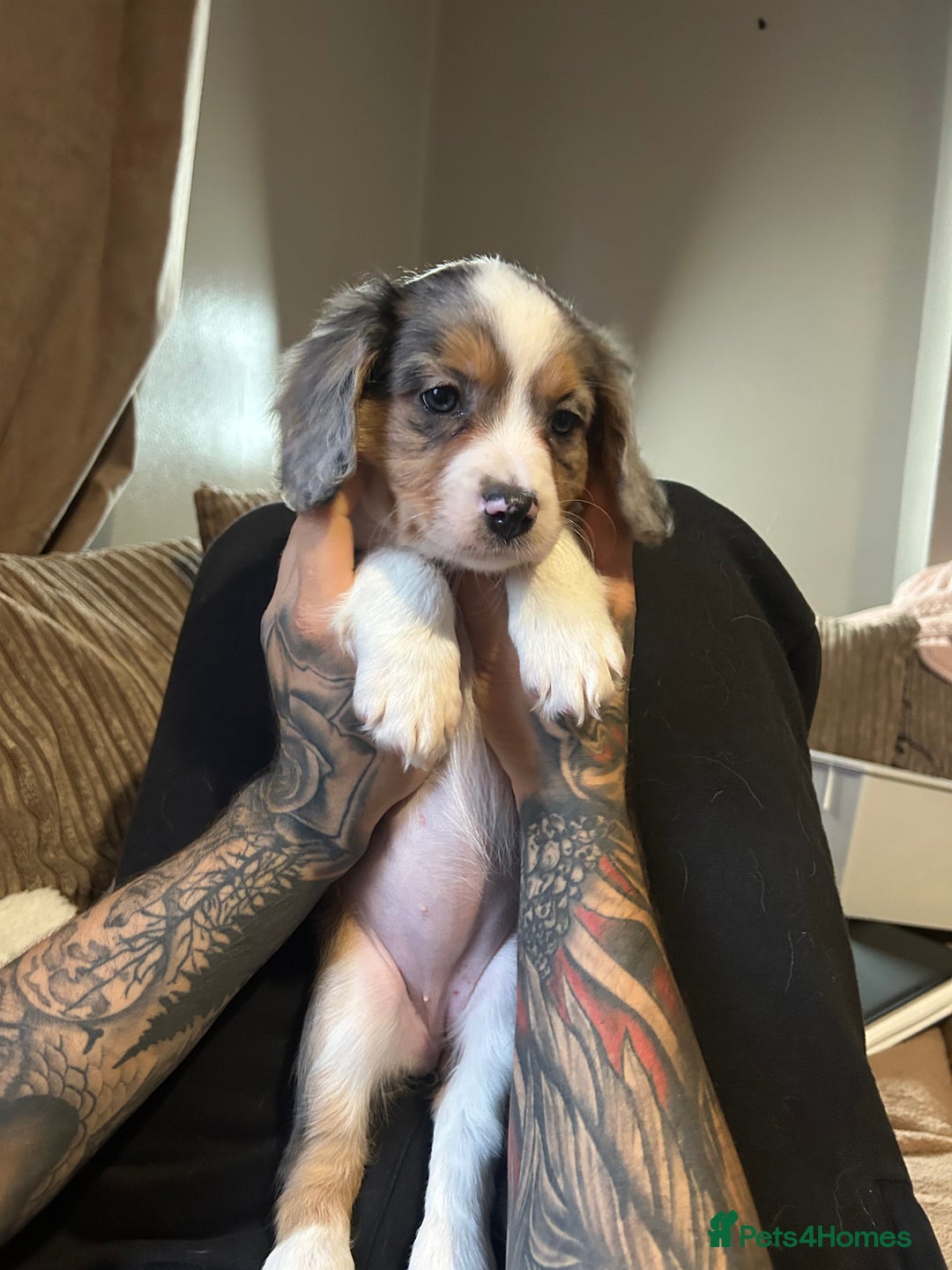 Mixed Breed dogs for sale: Borderliers  - Image 2