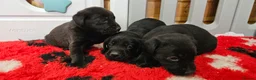 Labrador Retriever dogs for sale: 7 BEAUTIFUL KCREG LABRADORS. HEALTH TESTED PARENTS - Advert 18