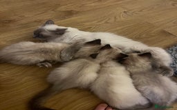 Ragdoll cats for sale: Beautiful seal point kittens  - Image 9