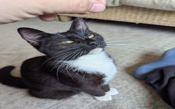 Domestic Shorthair cats for sale: Black and white tuxedo kitten for sale - Image 3