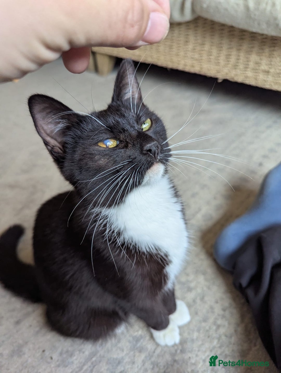 Domestic Shorthair cats for sale: Black and white tuxedo kitten for sale - Image 3
