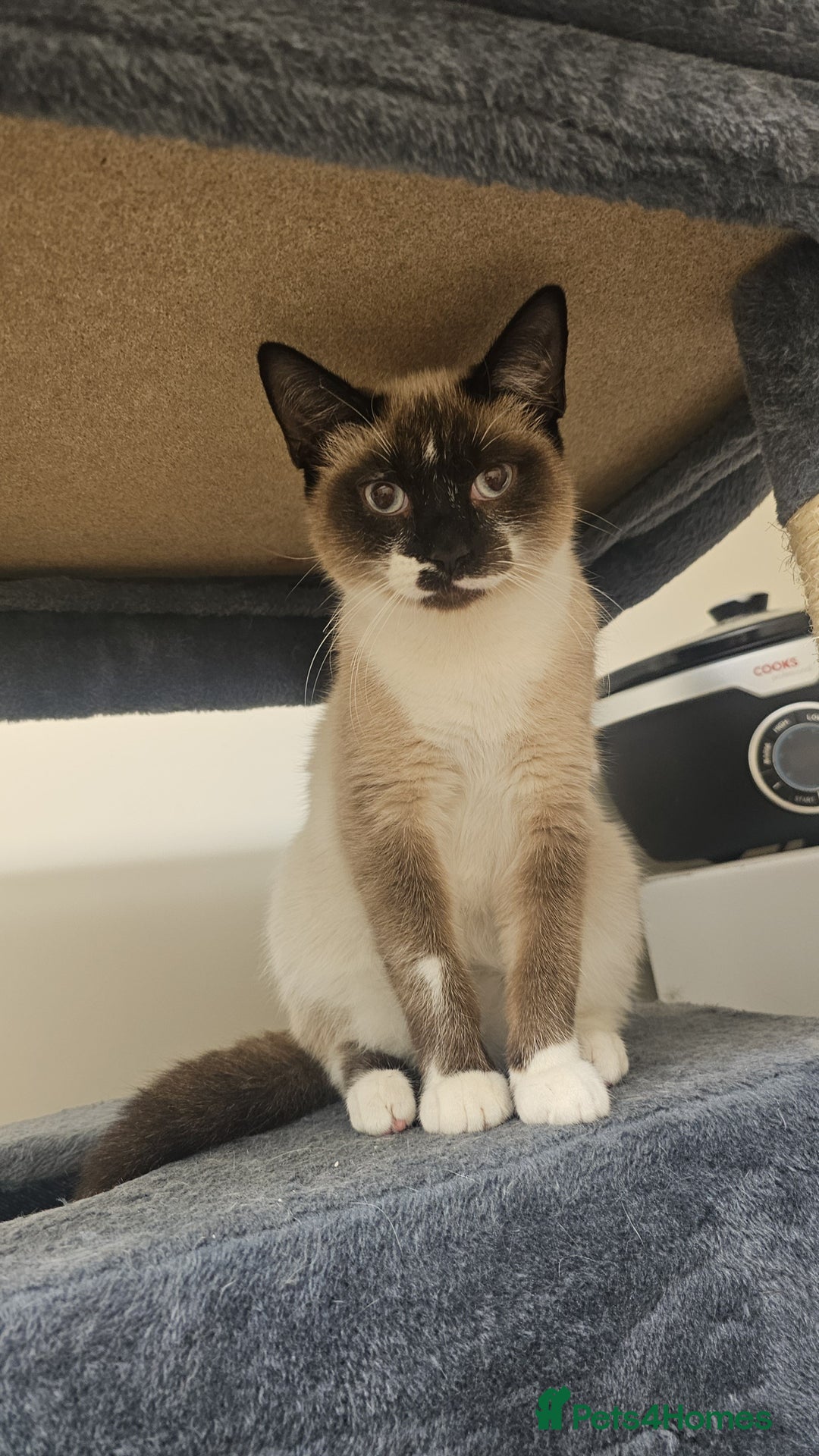 Mixed Breed cats for sale: Snowshoe Kitten Looking For His Forever Home - Image 1