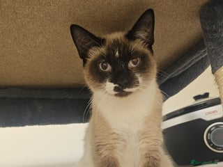 Mixed Breed cats for sale - Advert 1