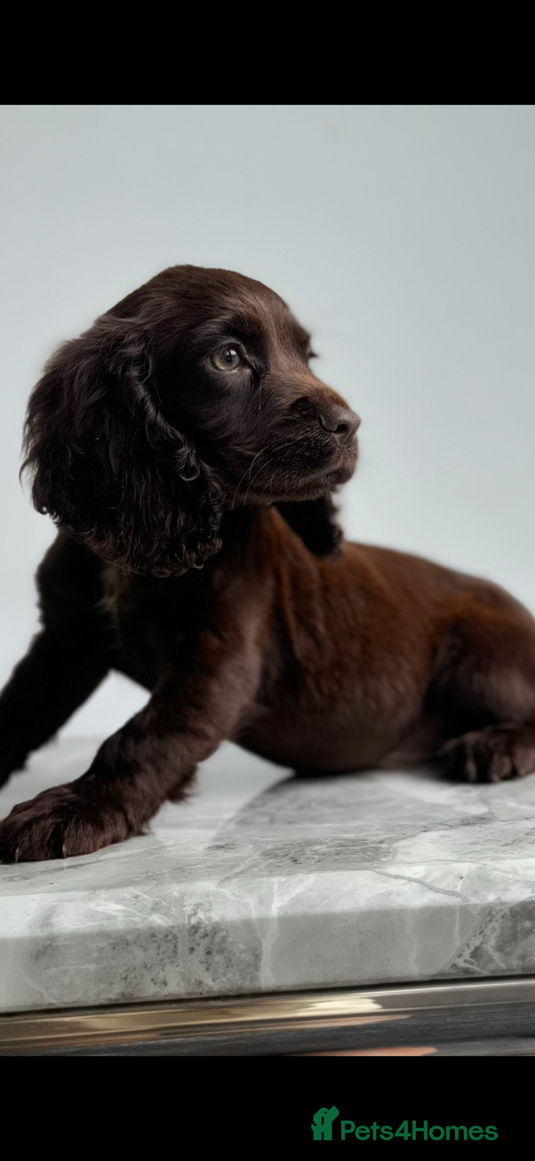 Cocker Spaniel dogs for sale: Cocker spaniel  - Image 14