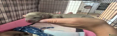 Miniature Dachshund Puppy 4