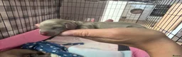 Miniature Dachshund dogs for sale: 5 beautiful puppies - Advert 3