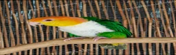 Parrots birds for sale: RARE Pair of Green-Thighed Caiques - Advert 4