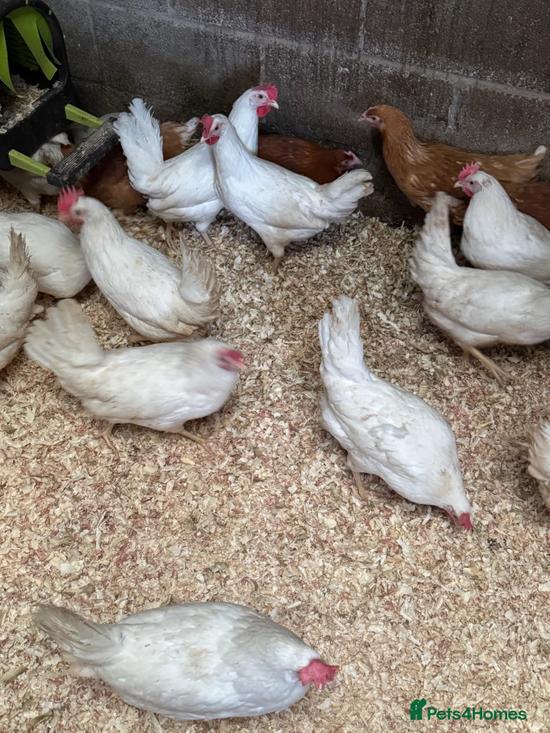 Chickens poultry for sale: White star leghorn - Advert 6
