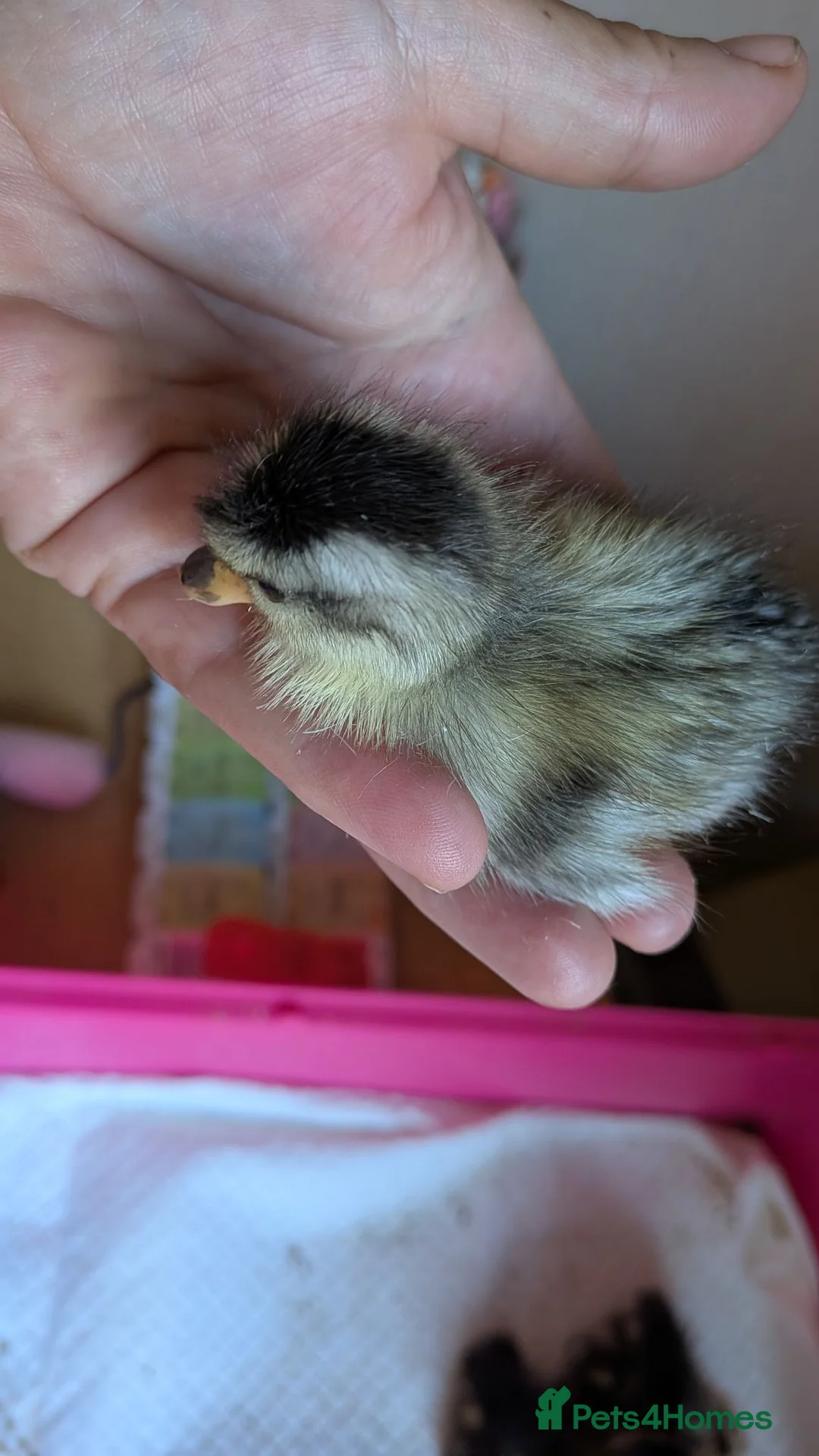 Ducks poultry for sale: Newly hatched call ducklings  - Advert 3