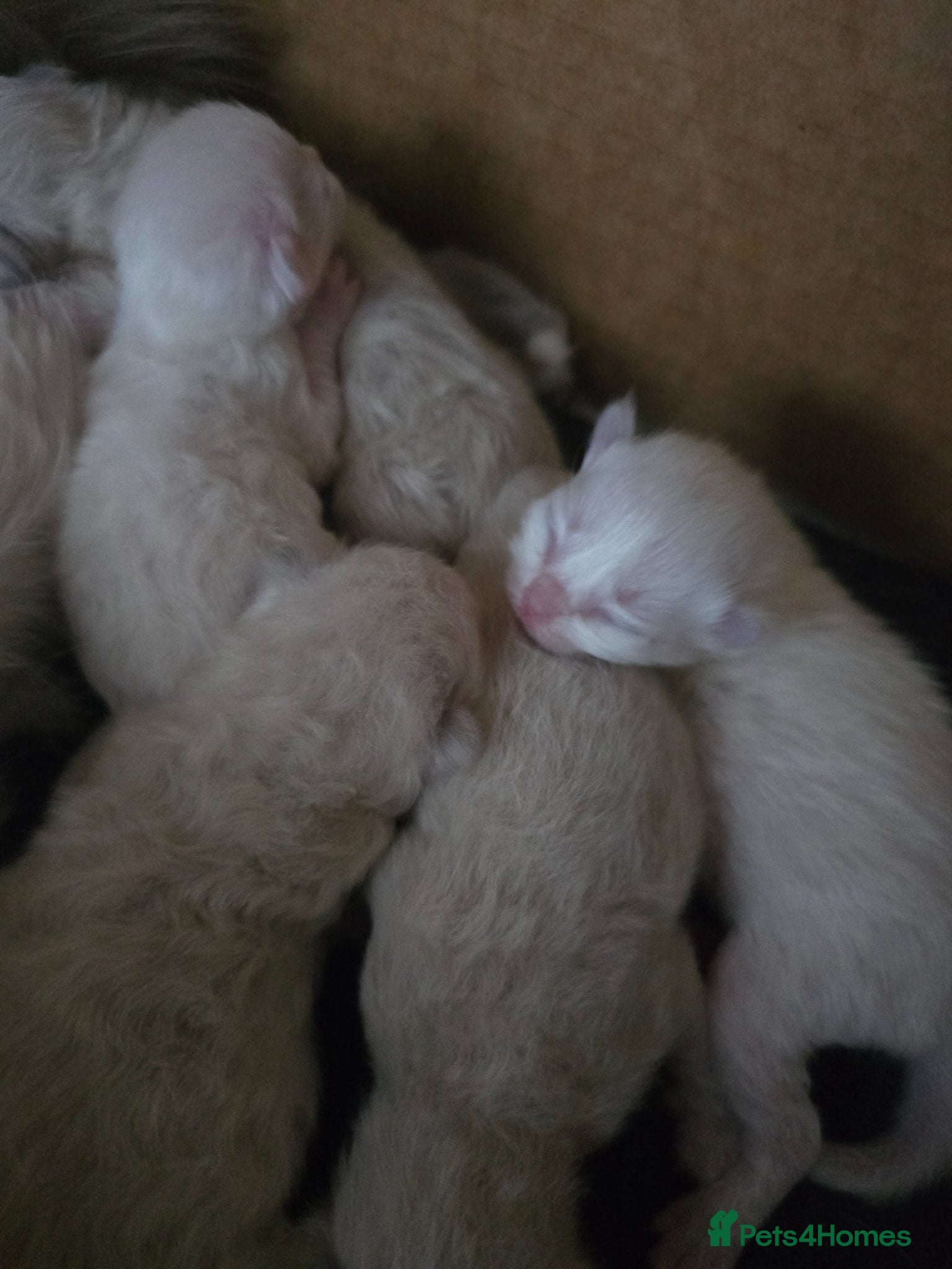 Ragdoll cats for sale: Tica Ragdoll kittens! - Advert 4