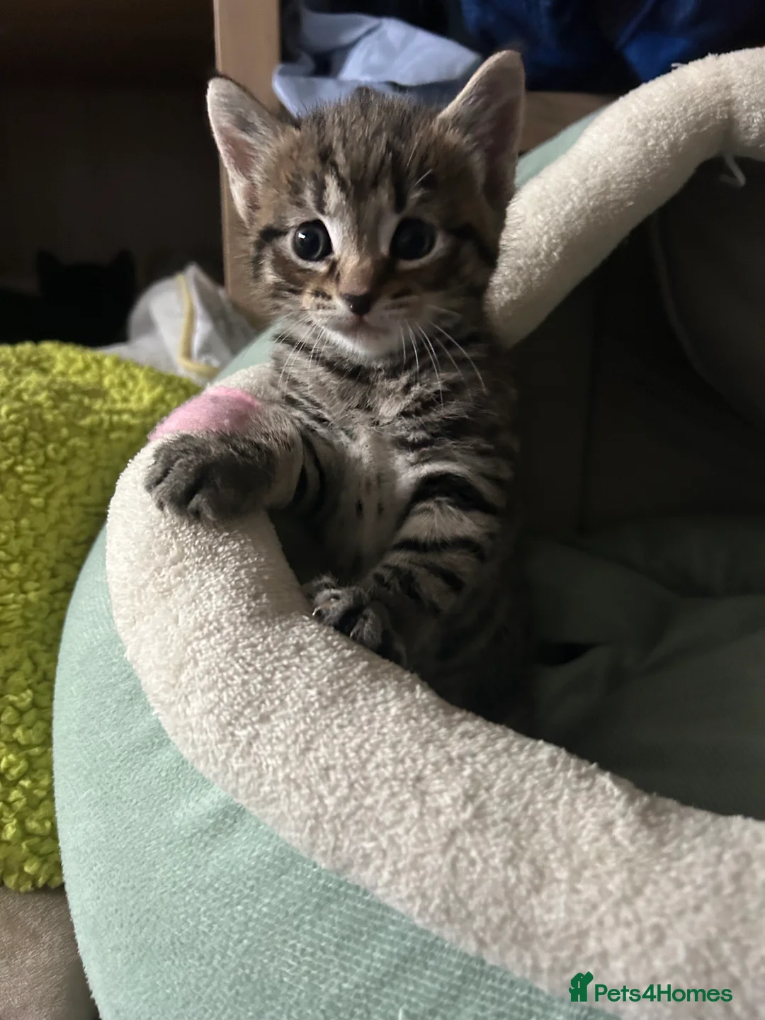 Mixed Breed cats for sale: Beautiful kittens  - Advert 2