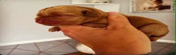 Labrador Retriever dogs for sale: 2 Fox Red Labs - Advert 5