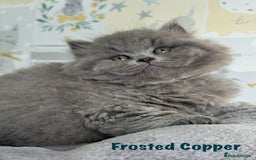 British Longhair cats for sale: Champion Sired GCCF Blue British longhair male - Image 1