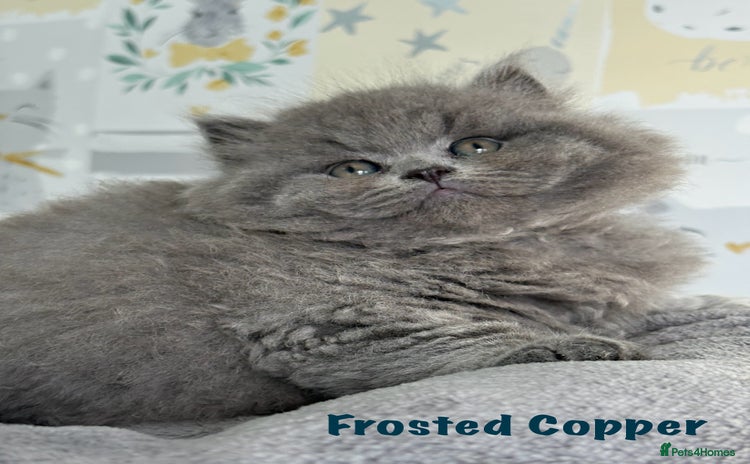 British Longhair cats - Advert 16