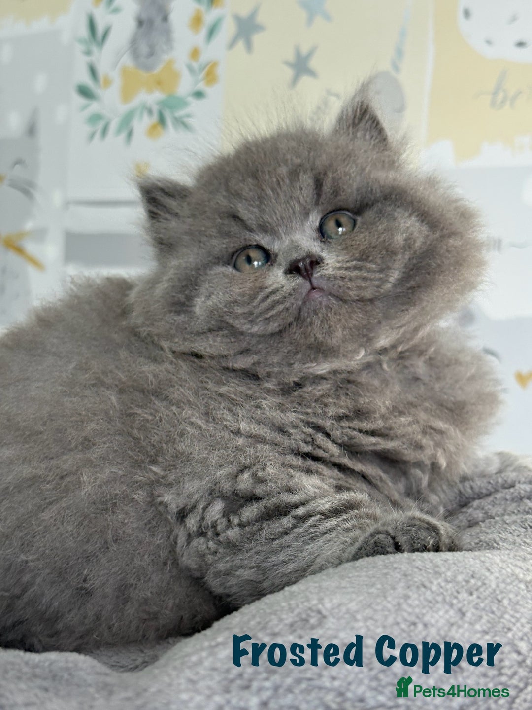 British Longhair cats for sale: Champion Sired GCCF Blue British longhair male - Image 1