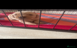 Labrador Retriever dogs for sale: Labrador puppies  - Image 2