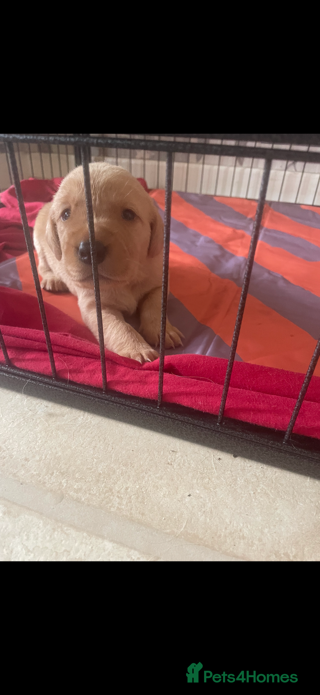 Labrador Retriever dogs for sale: Labrador puppies  - Image 2