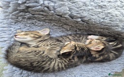 Bengal cats for sale: Bengal cross tabby’s  - Image 12