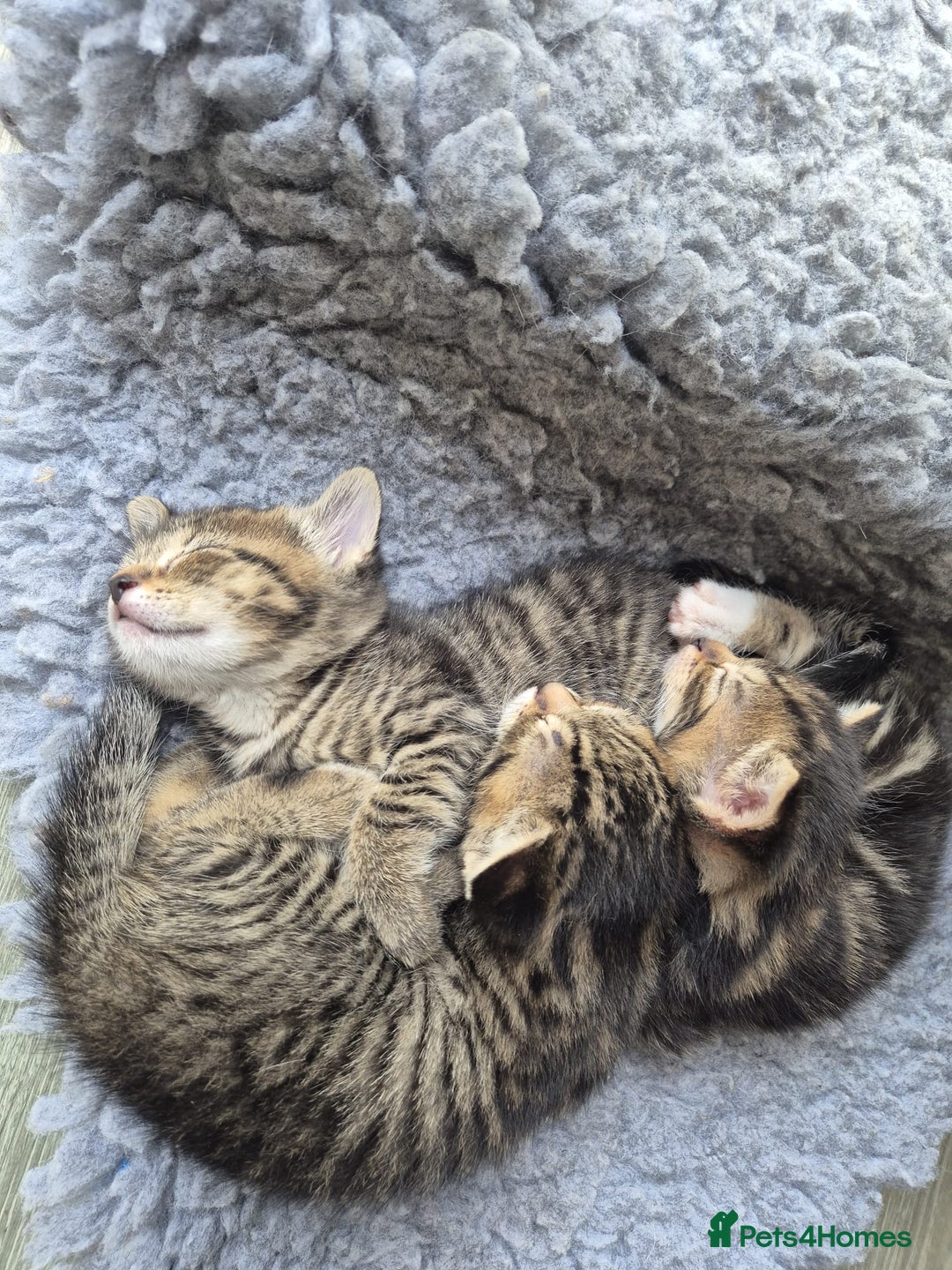 Bengal cats for sale: Bengal cross tabby’s  - Image 12