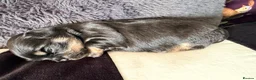 Mixed Breed dogs for sale: Malchi puppies - Advert 20