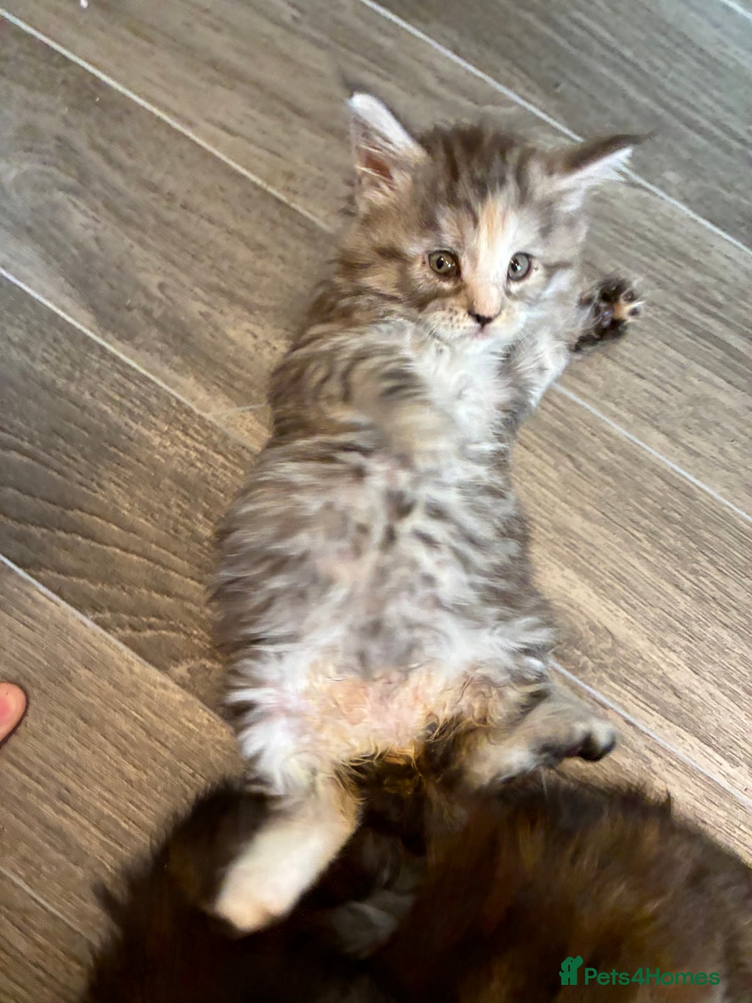 Maine Coon cats for sale: Maine Coon Kittens - Advert 14
