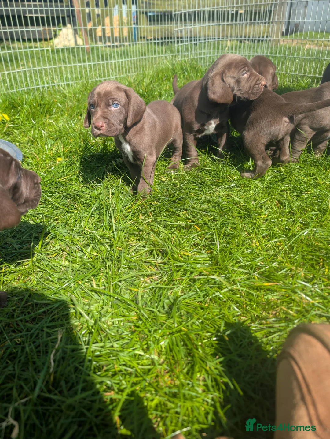 Mixed Breed dogs for sale: Weimaraner X Springer Spaniel (1 Girl Remaining) - Advert 2