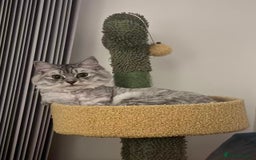Persian cats for sale: Hello kitty - Image 2