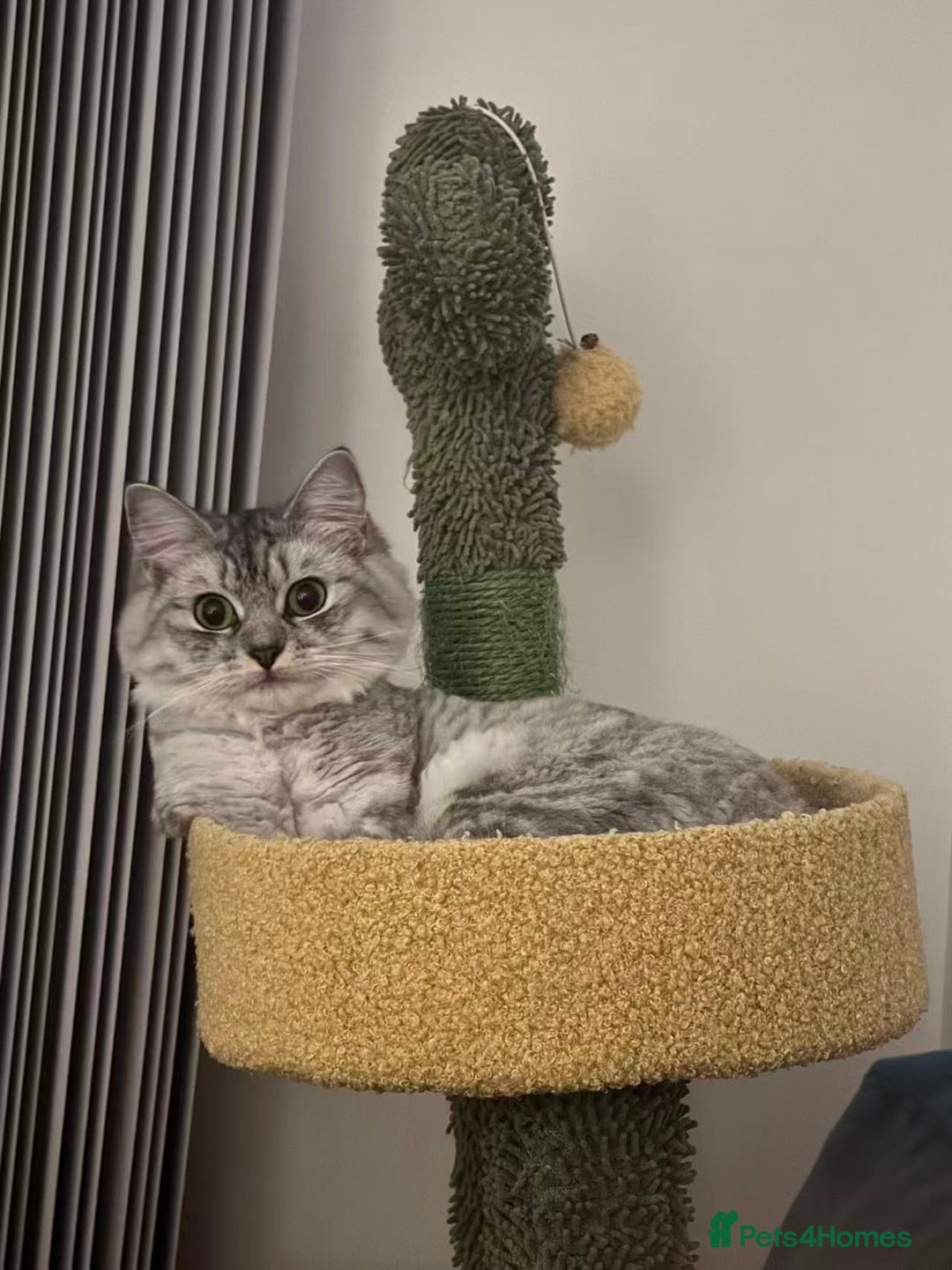 Persian cats for sale: Hello kitty - Image 2