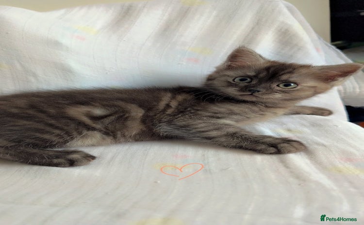 Persian cats - Advert 3