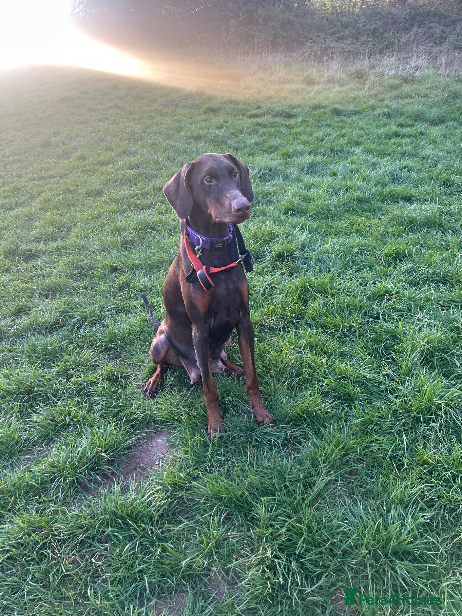 Dobermann dogs Dobermann puppies due in 2 weeks  - Advert 9