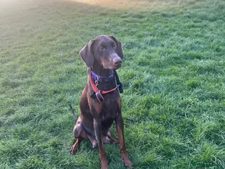 Dobermann dogs Dobermann puppies due in 2 weeks - Advert 9