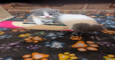 British Shorthair cats - Advert 10