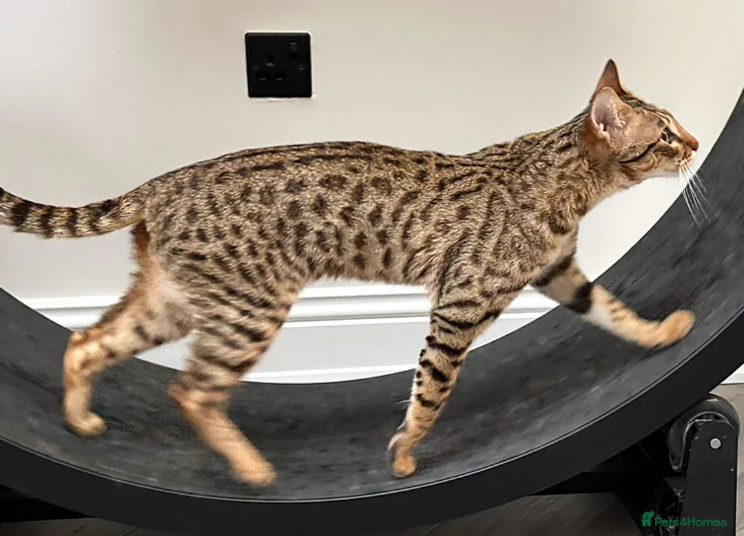 Savannah cats for sale: F5 SBT Savannah sisters Squealer, Shyler and Lily - Advert 7