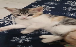 Mixed Breed cats for sale: Gorgeous mixed breed kittens for sale  - Image 13