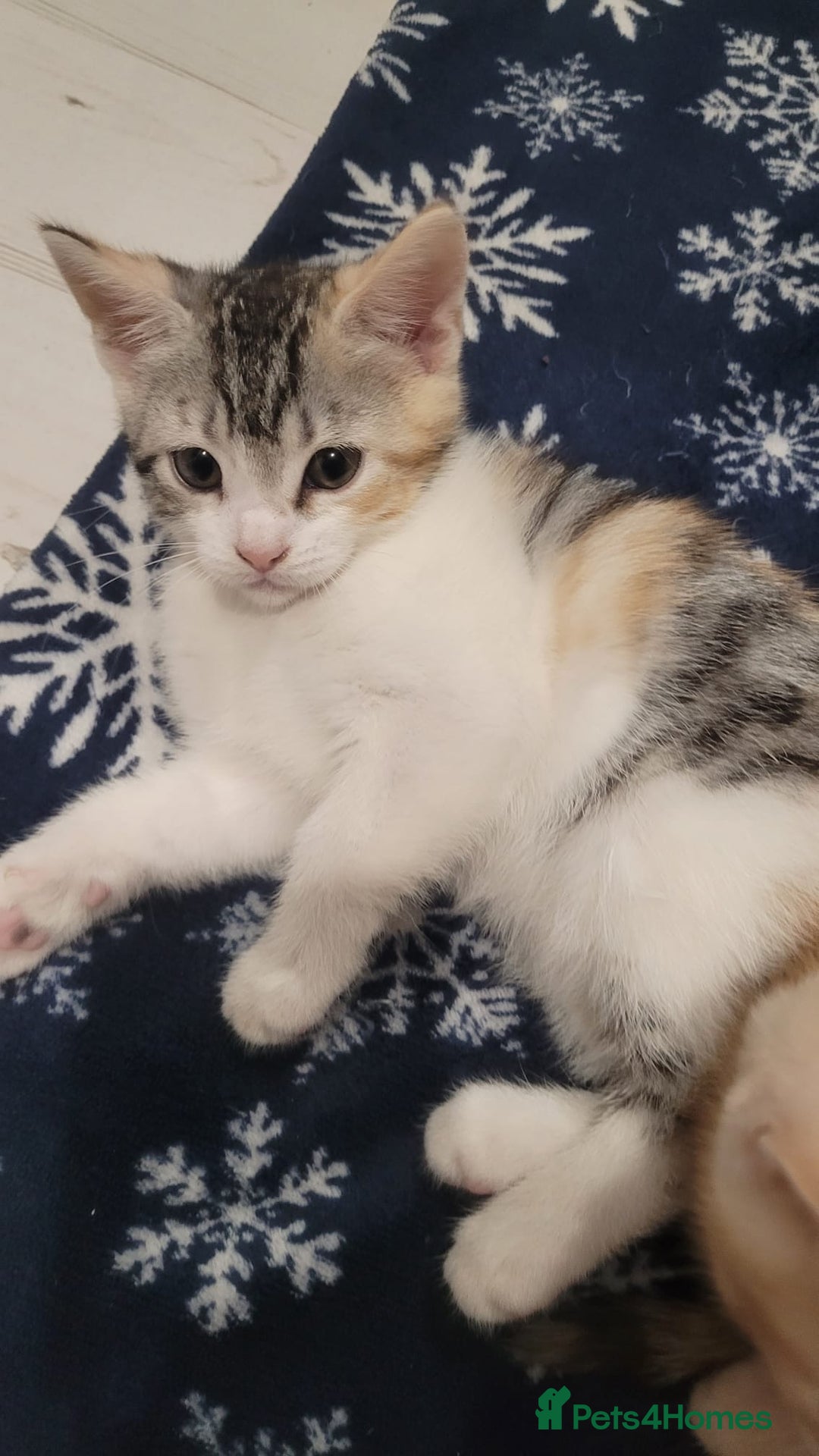 Mixed Breed cats for sale: Gorgeous mixed breed kittens for sale  - Image 13