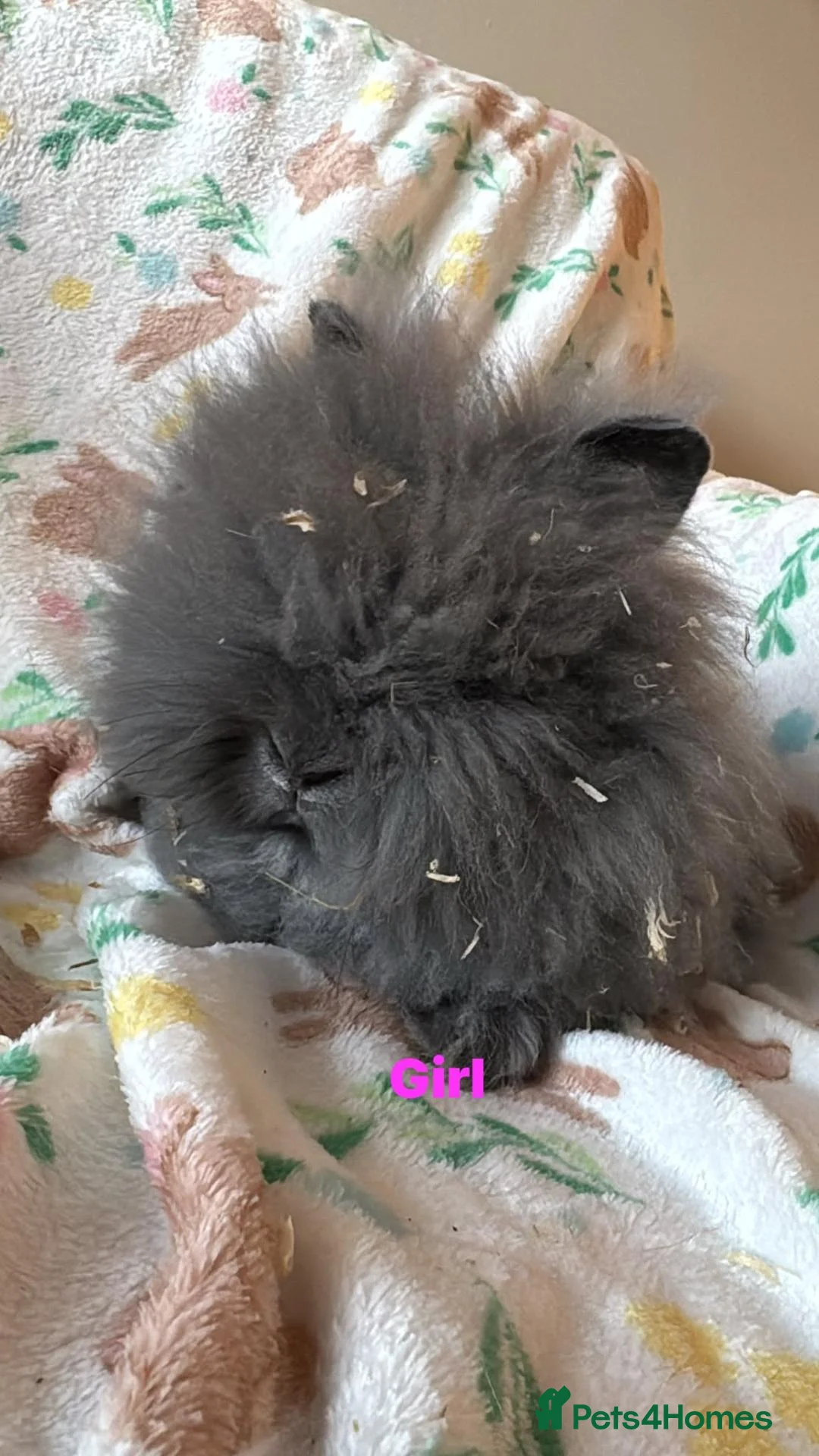 Lionhead rabbits for sale: Adorable lionheads for sale  - Advert 7