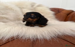 Miniature Dachshund dogs for sale: Stunning Silver & Chocolate Dapple Miniatures - Image 34
