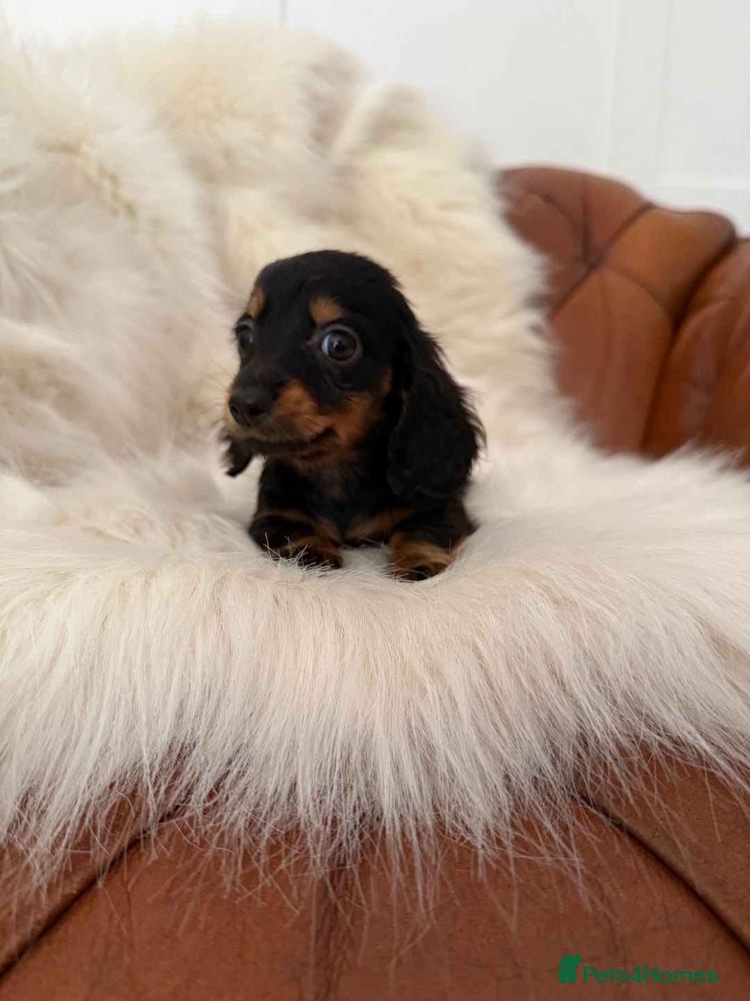 Miniature Dachshund dogs for sale: Stunning Silver & Chocolate Dapple Miniatures - Image 34