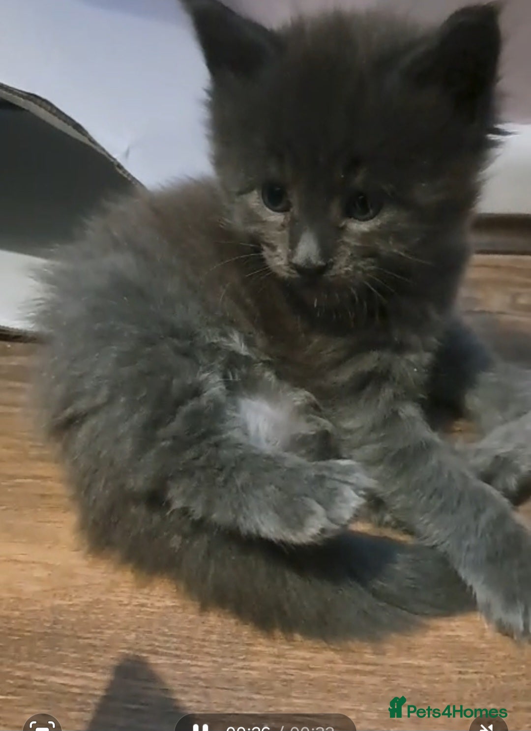 Maine Coon cats GCCF registered Blue  Maine coon litter  - Advert 16