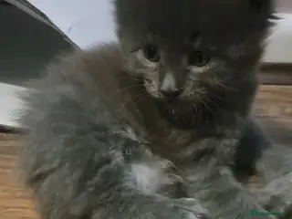 Maine Coon cats GCCF registered Blue Maine coon litter - Advert 16