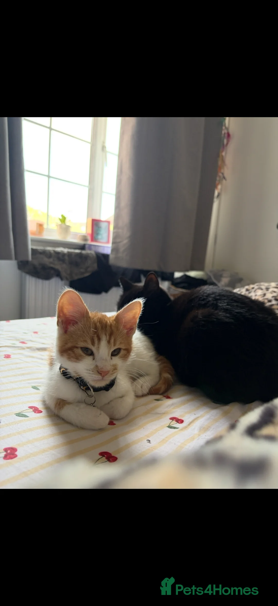 Ragdoll cats for sale: Mixed ragdoll kitten  in Nottingham - Advert 1