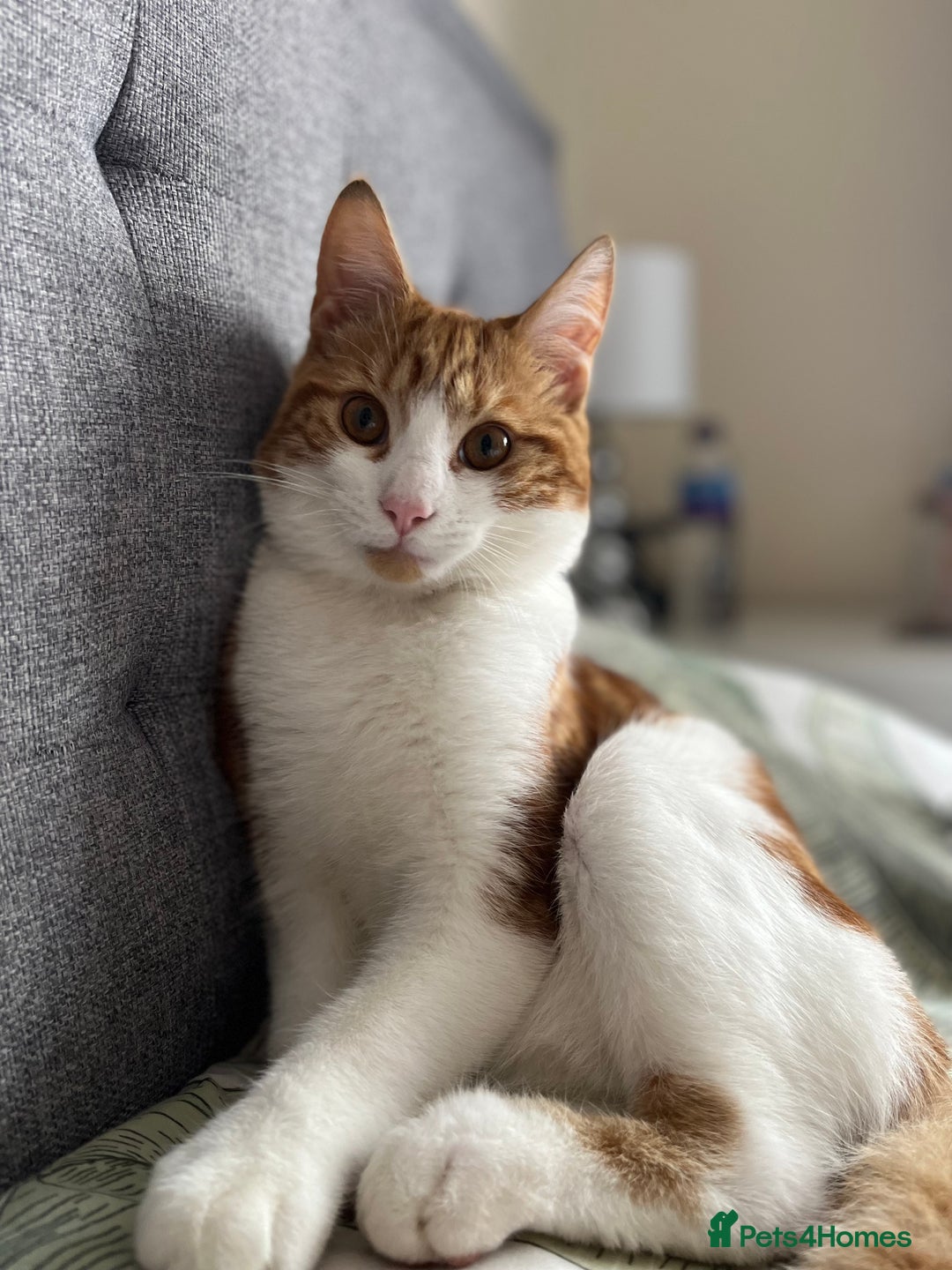Domestic Shorthair cats for sale: Gorgeous Male Domestic Shorthair Tabby - Image 12