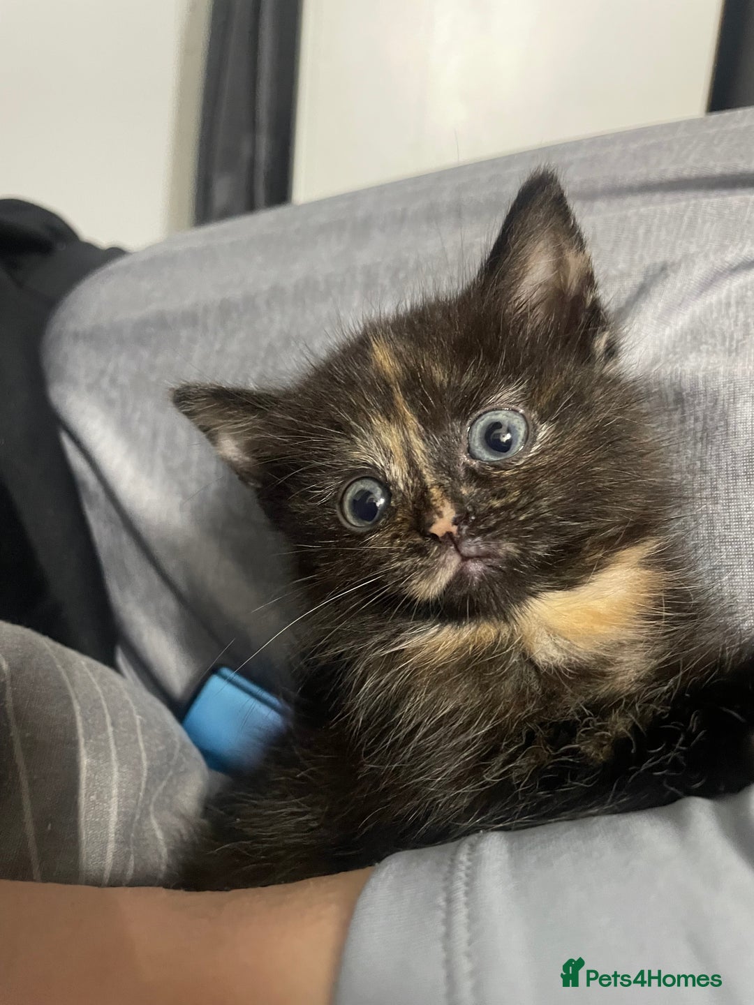 Mixed Breed cats for sale: Female kitten 8 weeks - Advert 3