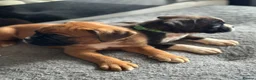 Boxer dogs for sale: Beautiful Kc boxer puppies  - Advert 11