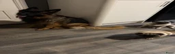 German Shepherd dogs for sale: GLENCONNER GERMAN SHEPHERDS  - Advert 13