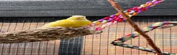 Canaries birds for sale: Canaries For Sale in Eastbourne - Advert 2