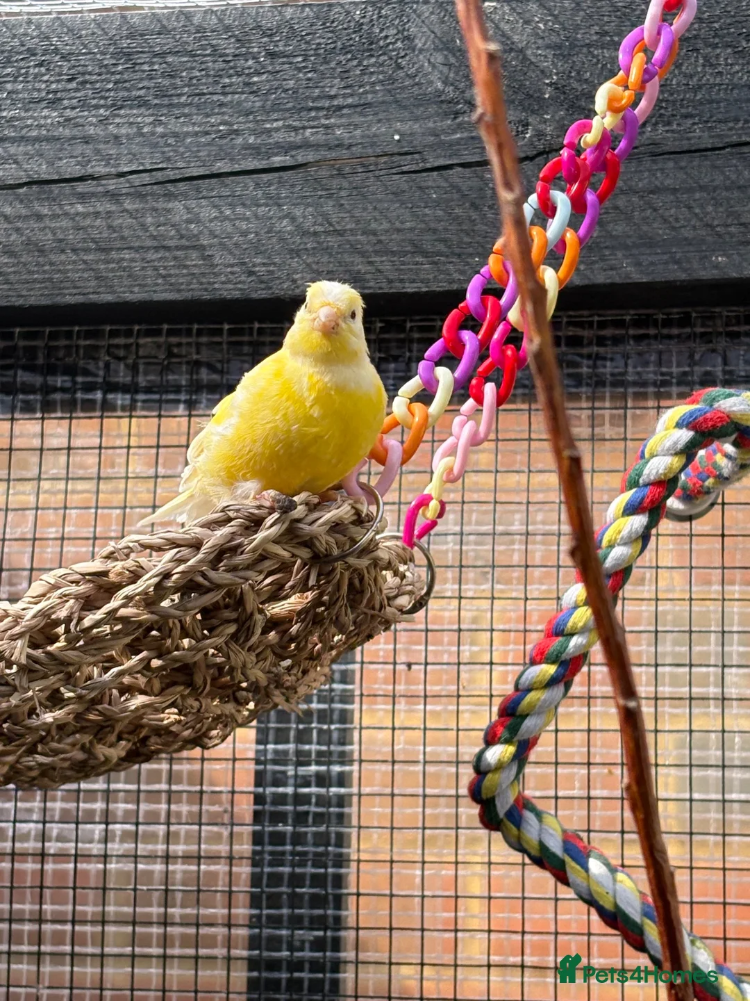 Canaries birds for sale: Canaries For Sale in Eastbourne - Advert 2